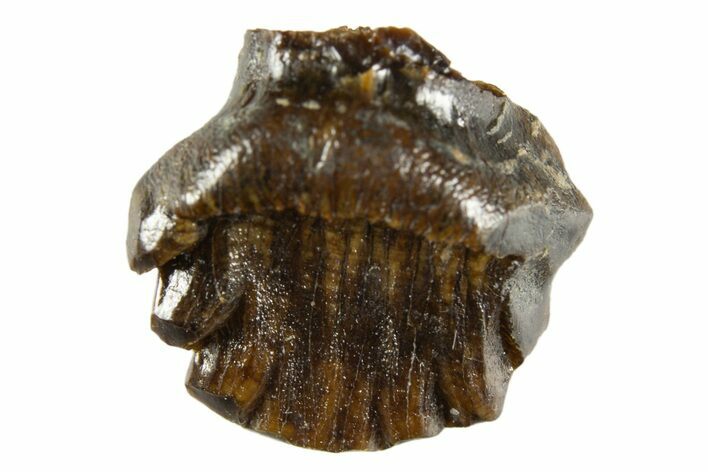 Fossil Nodosaur Tooth - Judith River Formation #313243